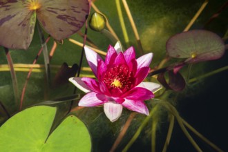 Colourful red water lily blooming between green leaves on a pond, Baden-Württemberg, Germany,