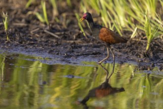 Red-fronted Jacana (Jacana jacana), on the bank, Pantanal, Brazil, South America