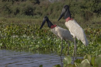 Jabiru (Jabiru mycteria), 2 birds in the water, Pantanal, Brazil, South America