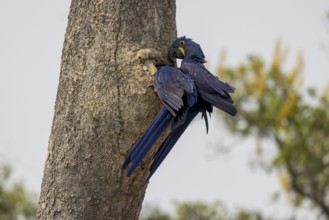 Hyacinth Macaw (Anodorhynchus hyacinthinus), 2 birds at nesting cavity, Pantanal, Brazil, South