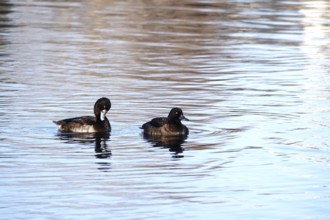 Tufted ducks, winter, Saxony, Germany, Europe