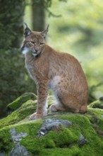 Eurasian lynx (Lynx lynx) sitting on a moss-covered rock in the forest and looking attentively,