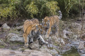 Three young Siberian Tiger, Panthera tigris altaica walking out of dense green vegetation