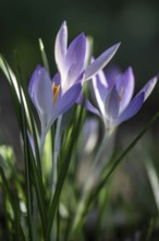 Elfin crocus (Crocus tommasianus), Emsland, Lower Saxony, Germany, Europe