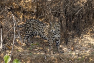 Jaguar (Panthera onca) on a steep bank, Pantanal, Brazil, South America