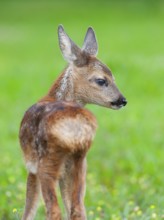 Roe deer (Capreolus capreolus), fawn standing in a meadow and looking attentively, Germany, Europe