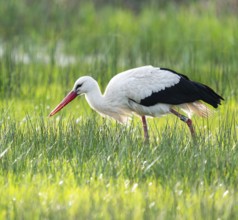 White stork (Ciconia ciconia) foraging in a meadow, spider threads on the grass, Lower Saxony,