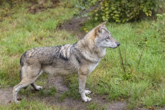 An adult Eurasian grey wolf (Canis lupus lupus) stands in a green meadow and observes something