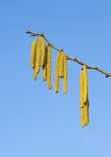 Common hazel (Corylus avellana) also known as hazel bush or hazelnut bush, male, yellow