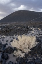 A shrub grows in front of a gloomy volcanic landscape with a gigantic hill, Argentina, volcanoes,