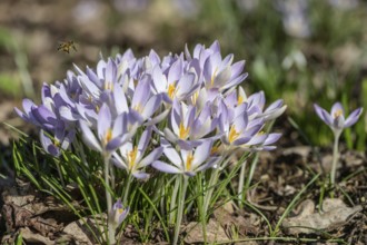 Elfin crocus (Crocus tommasianus), Emsland, Lower Saxony, Germany, Europe