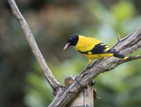 Black-headed oriole (Eurasian Golden Oriole xanthornus), Kaeng Krachan National Park, Thailand,