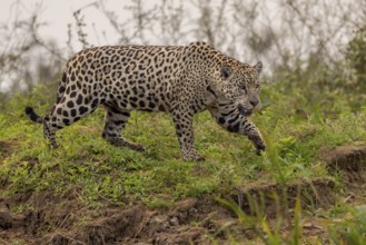 Jaguar (Panthera onca), upper edge of steep bank, Pantanal, Brazil, South America