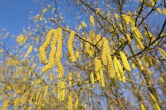 Common hazel (Corylus avellana) also known as hazel bush or hazelnut bush, male, yellow