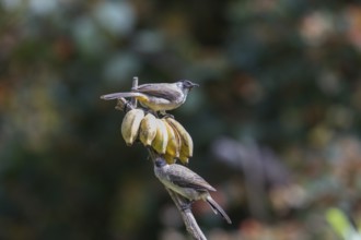 Sooty-crested Bulbul (Pycnonotus aurigaster), Phetchaburi, Kaeng Krachan National Park, Thailand,