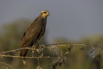 Snail kite (Rostrhamus sociabilis), f, or snail buzzard, Pantanal, Brazil, South America