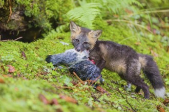 One young silver fox (Vulpes vulpes) eating a dove close to its den on the mossy forest floor