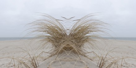 Mirrored picture, beach grass (Ammophila arenaria) on Sylt North Sea beach, Sylt, Hoernum,