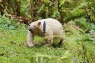 A southern tamandua (Tamandua tetradactyla), walks through the dense undergrowth of a forest