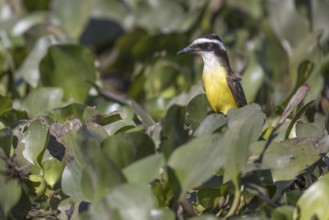 Sulphur-masked tyrant (Pitangus sulphuratus), on water hyacinths, Pantanal, Brazil, South America