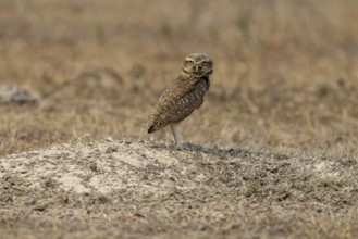 Burrowing owl (ninox connivens), at the burrow, Pantanal, Brazil, South America