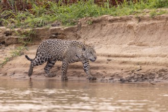 Jaguar (Panthera onca), running on the bank, Pantanal, Brazil, South America