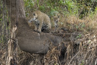 Jaguar (Panthera onca), mother and child, on tree trunk, Pantanal, Brazil, South America