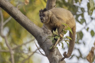 Crested capuchin monkey (Sapajus apella) or hooded capuchin, on branch, Pantanal, Brazil, South