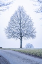 A single frost-covered tree stands in a field in a wintry landscape, Gechingen, district of Calw,