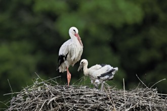 White stork (Ciconia ciconia), adult with chicks standing on eyrie, Canton Aargau, Switzerland,