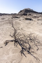 Ischigualasto Provincial Park, Villa San Agustín, San Juan Province, Argentina, South America