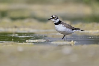 Little Ringed Plover (Charadrius dubius), standing in silt, Aue nature reserve, Reussegg, Sins,