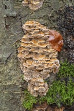 Silvery Porecrust, Beech Silvery Porecrust (Inonotus nodulosus), fruiting body on the trunk of a