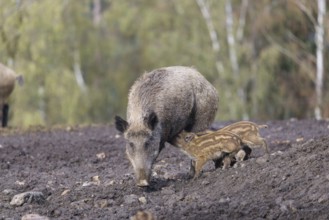 A female wild boar (Sus scrofa) suckles two piglets in a clearing