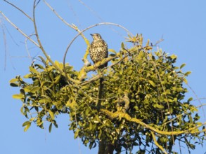 Mistle Thrush (Turdus viscivorus), adult bird perched on a tree branch, which is covered with a