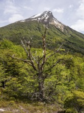 Cerro Guanaco und mountain Hyades, Pampa Alta hiking trail, Tierra del Fuego National Park,