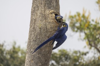 Hyacinth Macaw (Anodorhynchus hyacinthinus), at nesting den, Pantanal, Brazil, South America