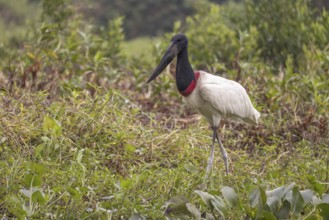 Jabiru (Jabiru mycteria), walking on the shore, Pantanal, Brazil, South America