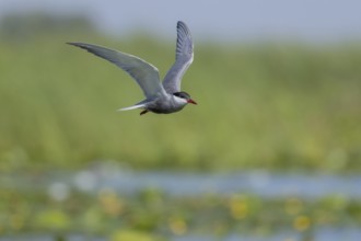 White-bearded Tern (Chlidonias hybrida), flying, Danube Delta, Romania, Europe