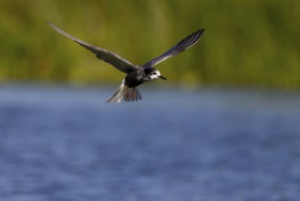 Black Tern (Chlidonias niger), in flight, Danube Delta, Romania, Europe