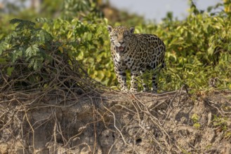 Jaguar (Panthera onca), upper edge of steep bank, Pantanal, Brazil, South America