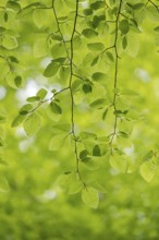 European beech (Fagus sylvatica), beech branch in spring, with fresh beech leaves, Oberhausen, Ruhr