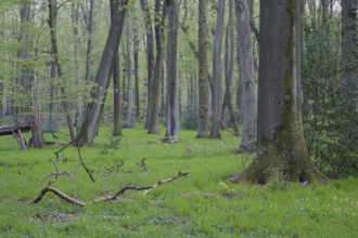 Beech forest in spring, with fresh beech leaves, Bottrop, Ruhr area, North Rhine-Westphalia,