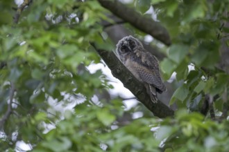 Long-eared owl (Asio otus), young bird, just fledged, nest fledgling, Bottrop, Ruhr area, North