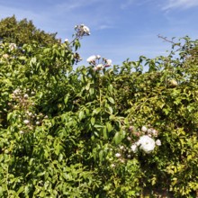 The White Garden, gardens, Cirrus, Sissinghurst Castle and Garden, Cranbrook, Kent, England, Great