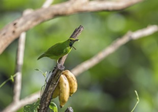 Golden-fronted Leafbird (Chloropsis aurifrons), Kaeng Krachan National Park, Thailand, Asia