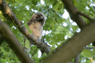 Long-eared owl (Asio otus), young bird, just fledged, nest fledgling, Bottrop, Ruhr area, North