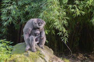 A female silver gibbon (Hylobates moloch) or Java gibbon sits with her baby in her arms on a rock