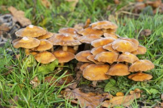 Stick sponge (Kuehneromyces mutabilis), fruiting body with hoarfrost, Thuringia, Germany, Europe