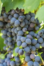 Red grapes growing in a vineyard in Chianti, Chianti Region, Tuscany, Italy, Europe